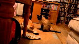 Epic Cat Brawl 2015