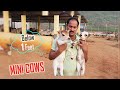 Micro mini punganuru cow  below 1 feet  very short  cute   nadipathy goshala