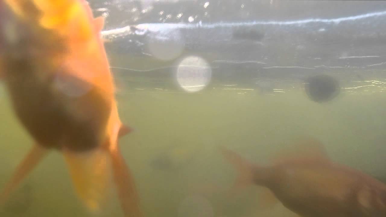 Fische Fish under water go pro 3+ silver action cam Gartenteich