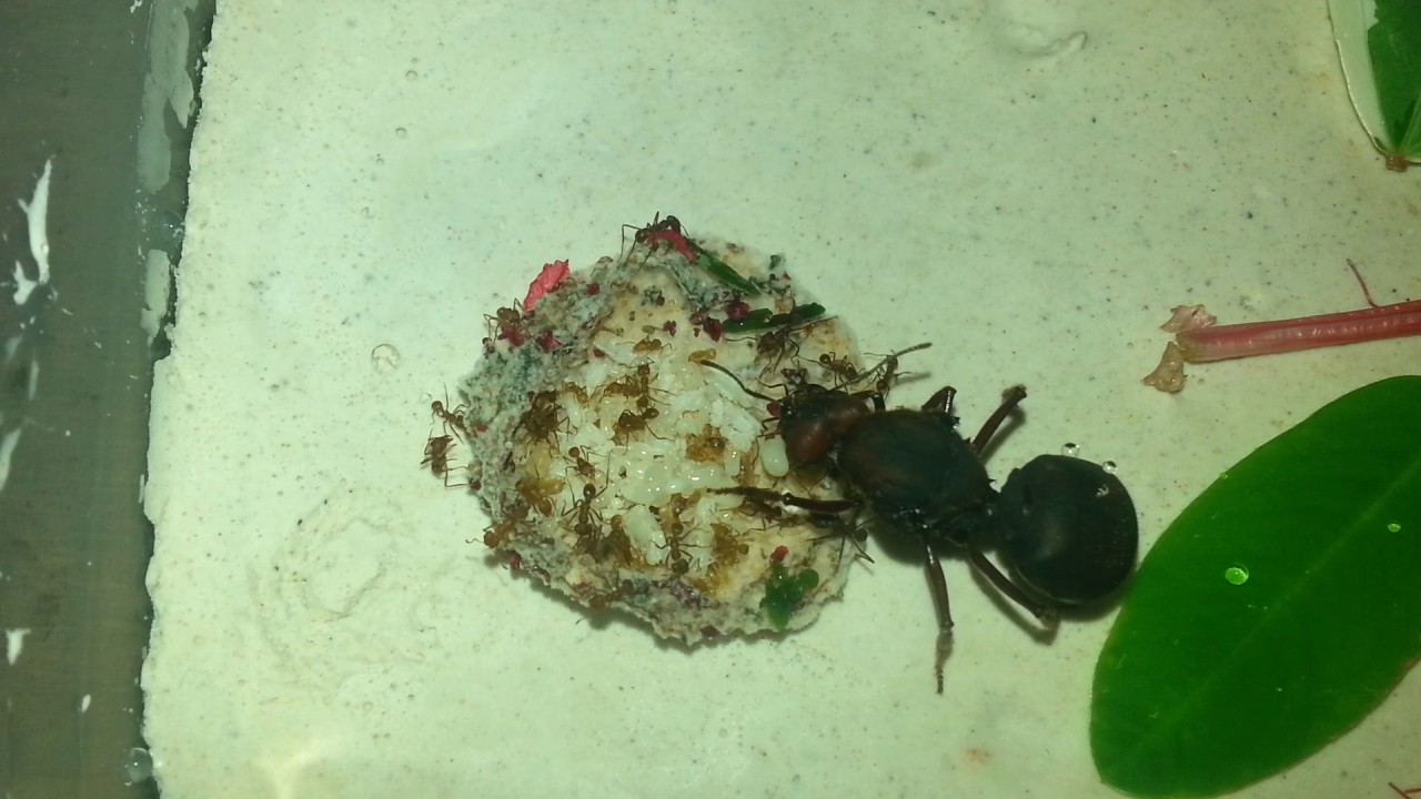 Atta sexdens - Different colors in the fungus #5 - YouTube