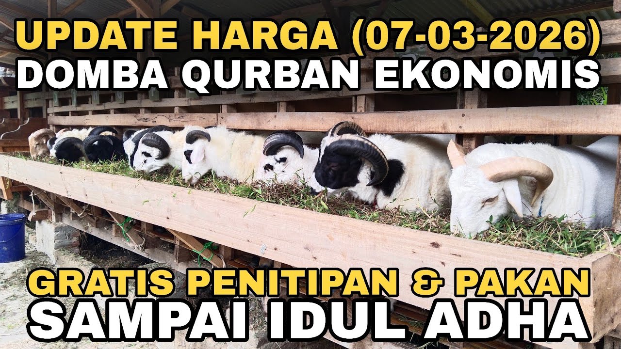 UPDATE HARGA DOMBA QURBAN EKONOMIS, GRATIS PENITIPAN & PAKAN SAMPAI IDUL ADHA #domba #qurban2026  