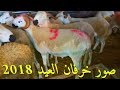 خروف العيد 2018 | كبش العيد 2018 والعاب اطفال | تهاني العيد وتهاني عيد الأضحى مع صور خروف وصور خرفان