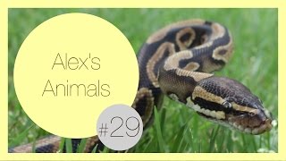 15 Reasons Ball Pythons are Awesome Pets