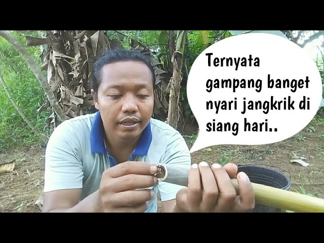 Berburu jangkrik di pekarangan rumah || jangkrik gangsir class=