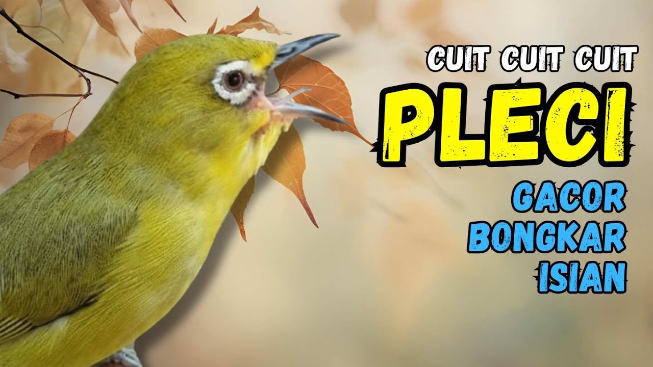 Pleci Cuit Cuit Nembak Materi Terapi Bikin Pleci Cepat Nembak