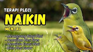 Download Lagu Pleci Cuit Cuit Nembak Materi Terapi Bikin Pleci Cepat Nembak MP3