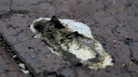 Bird Droppings - MAS110 Photo Essay