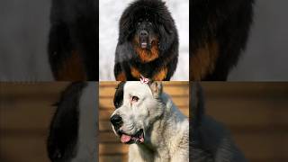 Tibetan Mastiff Vs Other Dog Breeds shorts