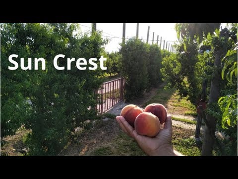 Βίντεο: Καλλιέργεια Elberta Peach: Πώς να Φροντίζετε τα Ροδάκινα Elberta