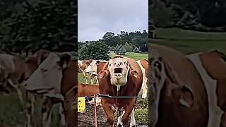 Cow Can't be Scary 💀 Net Worth