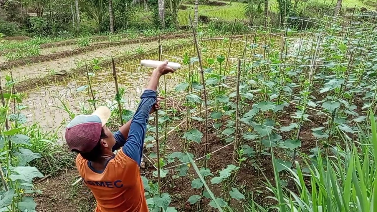 sanut sangat bersemangat 