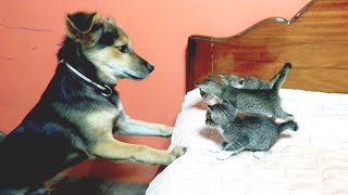 Puppy Reaction To Tiny Kitten When Meet for the First Time by Short Tail Kitten TV 664 views 1 month ago 19 seconds