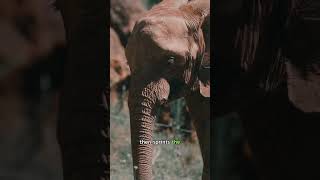 One twitch, and the elephant shrew’s meal is gone