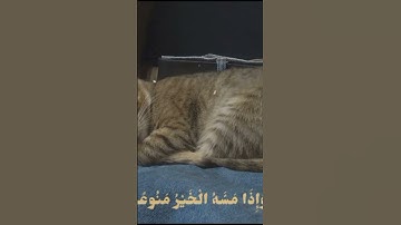تلاوه هادئه|ما تيسر من سورة المعارج بصوت القارئ الشيخ محمد البنا رحمه الله| #قرآن #quraan #قران_كريم