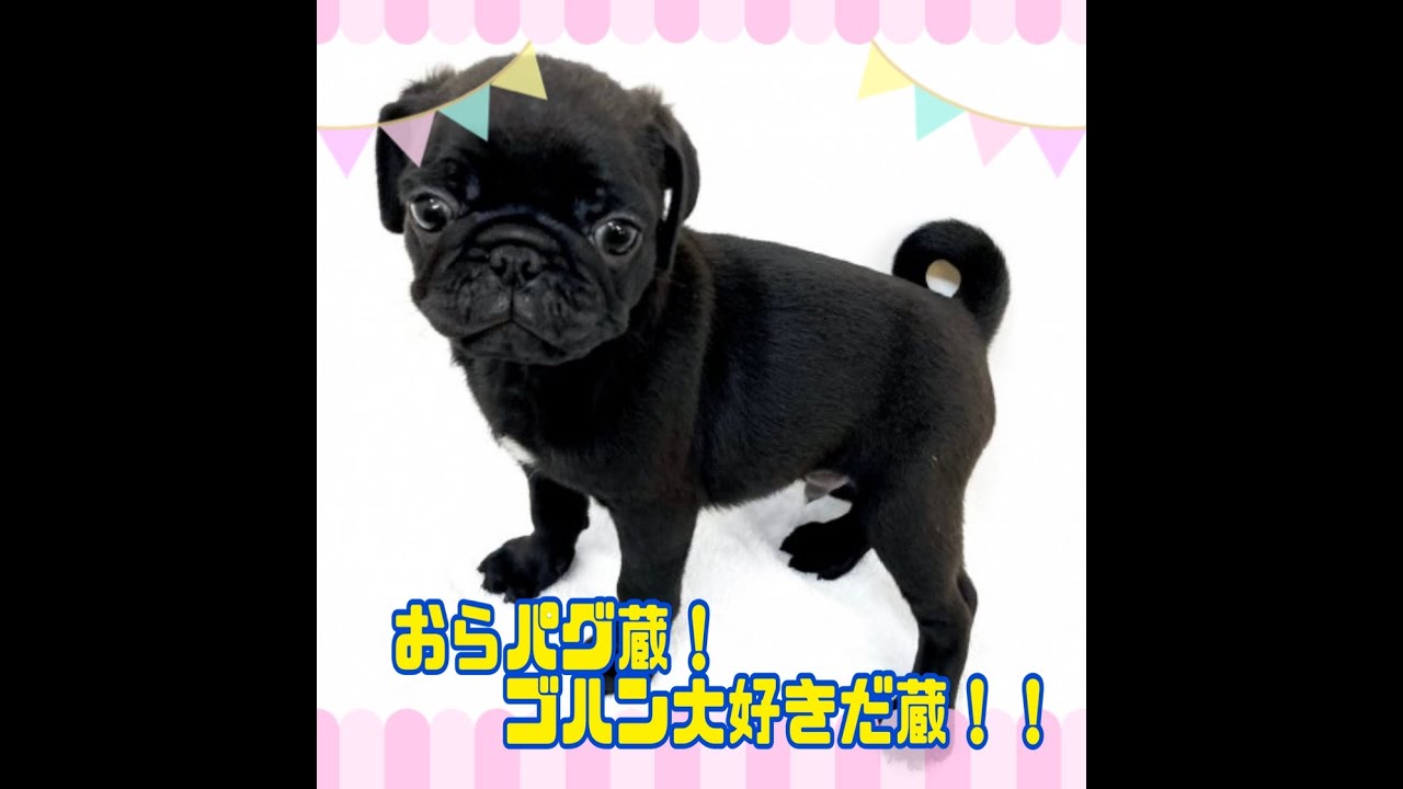 おねだり 黒パグちゃん トールペイント maxresdefault.jpg