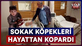 Van'da Başıboş Köpek Dehşeti: 5 Yaşındaki Çocuk Hayatını Kaybetti! | Star Ana Haber