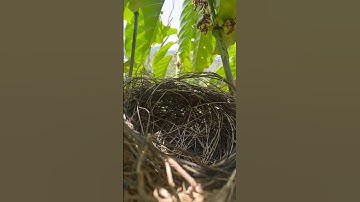 anak burung cendet 3 ekor d maian burung dudut #shors #burungcendet