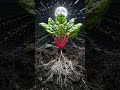 La luna creciente favorece principalmente el desarrollo de hojas y tallos en muchos cultivos