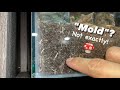 MOLD??!!  Not exactly!