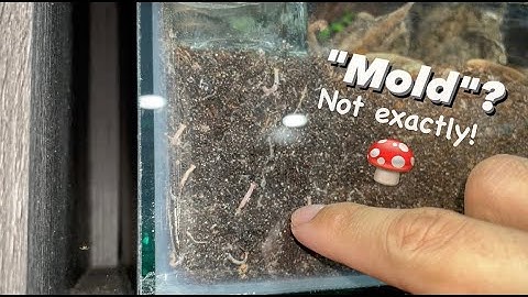 MOLD??!!  Not exactly!