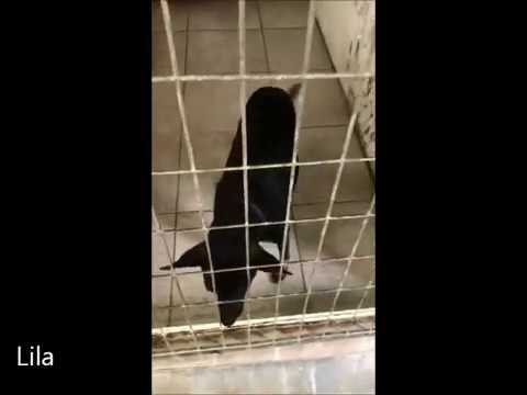 Hunde in Not aus dem Tierschutz – im Ypsonas auf Zypern