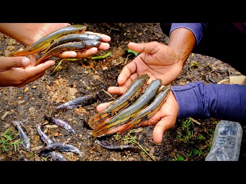 Ep#3 - പുഞ്ചപ്പാടത്തൂന്ന് ആദ്യം കിട്ടിയ മീൻ… ഇതിനെ വളർത്തിയാലോ..??