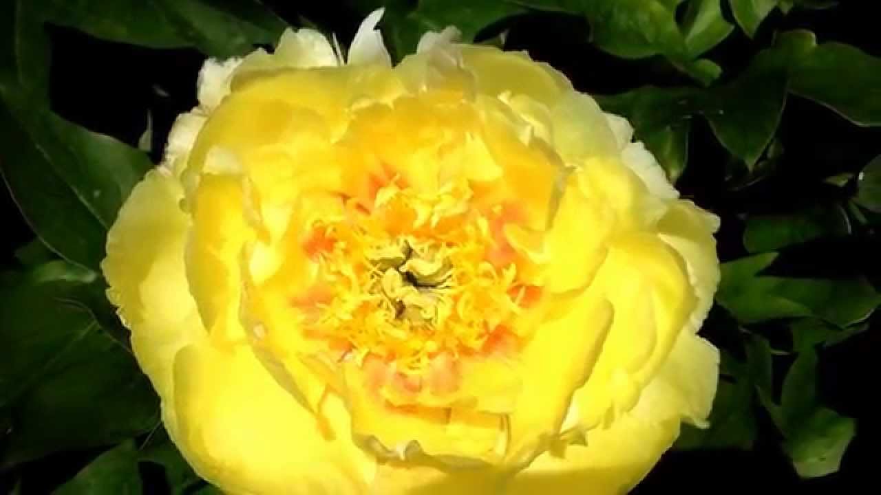 Itoh Hybrid Peony yellow Itoh Peonies Peony Nursery