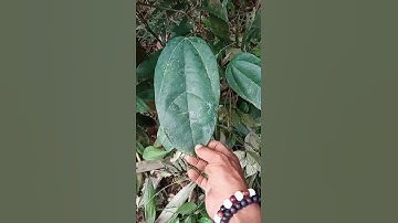 akar kunir/kuning obat herbal untuk penyakit liver