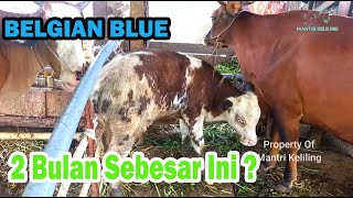 Review Belgian Blue Setelah 2 Bulan