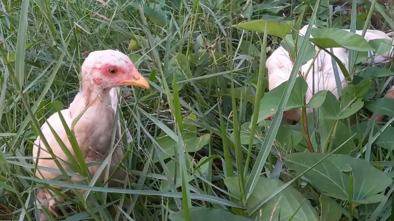 My chicken are growth very fast