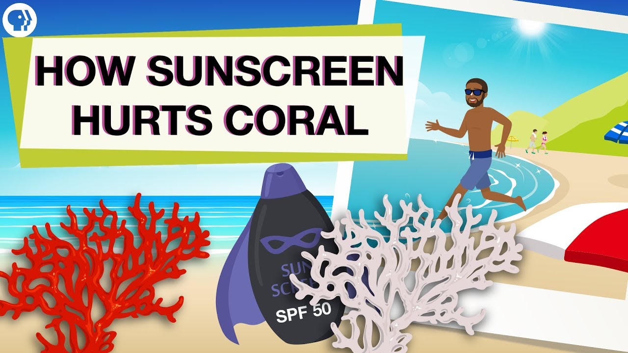 Many Common Sunscreens May Harm Coral. Here's What To Use Instead