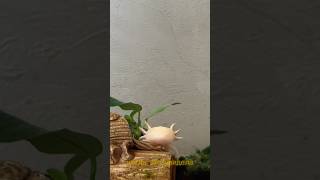 Я в шоке… Аксолотль #аксолотль #axolotl