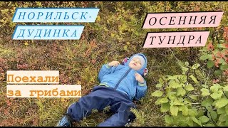 Норильск/Природа/Тундра/Какие грибы растут на севере/Осень.