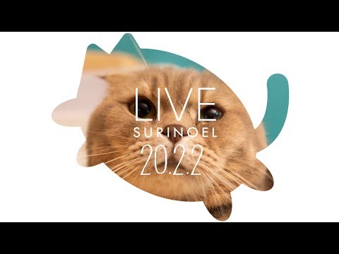 생방송 수리노을 고양이가족 20.2.2 LIVE 【<strong>SURI</strong>&amp;amp;NOEL】