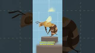 Why Do Bees Die After Stinging 🥺 #shorts