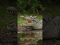 Nature S Dentist Birds Cleaning A Crocodile S Mouth Wildliferescue Animals Shorts 