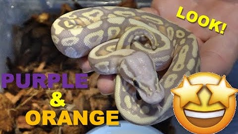 🤯🤯 Crazy Double Het Ulramel Clown Clutch Update!