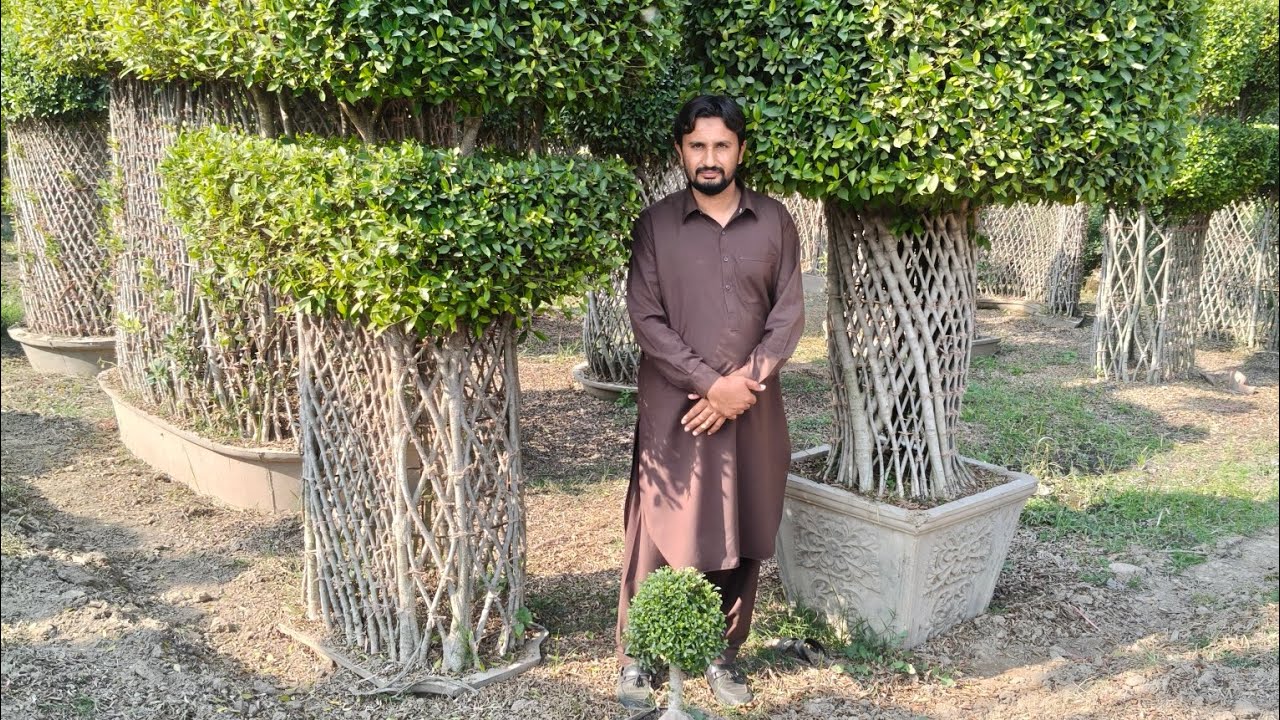 سیل سیل سیل بونسائی کے امپورٹڈ پودے ہول سے ریٹ پر دستیاب ہیں سردار محمد بلال نرسری فارم 03009483413