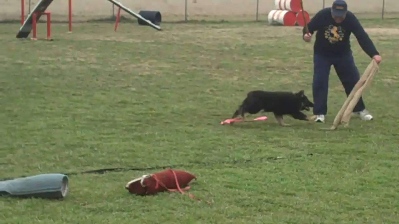 LIVE OAK KENNELS CHUBBS 4MTHS YouTube