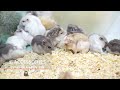 Middle of video
