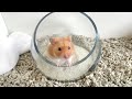 End of video