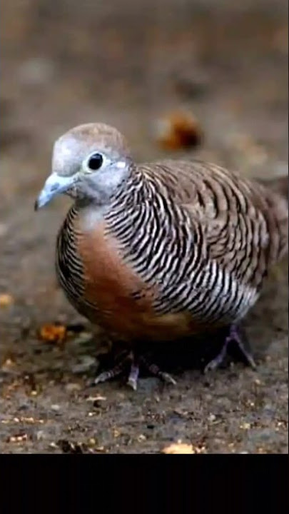 ciri perkutut katuranggan wilis dan katuranggan jogo boyo