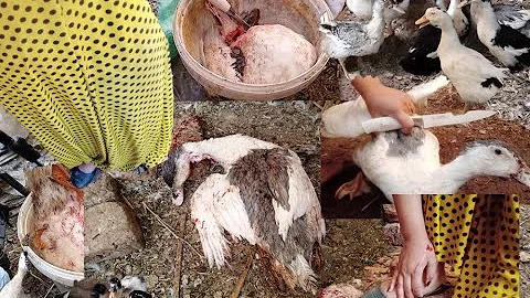 ØªØ­Ù…ÙŠÙ„ Ø²Ø¨Ø­ Ùˆ ØªÙ†Ø¸ÙŠÙ Ø§ÙƒØ¨Ø± Ø¯ÙƒØ± ÙˆØ²