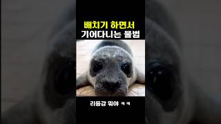 배를 통통 튀기면서 기어다니는 물범..ㅋㅋ