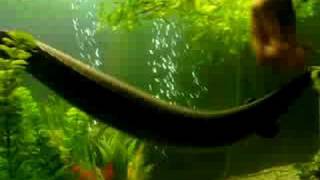 30 inch Fire Eel (Mr EEL)
