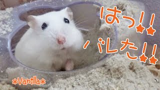 撮影しているとすぐにハウスに戻っちゃう