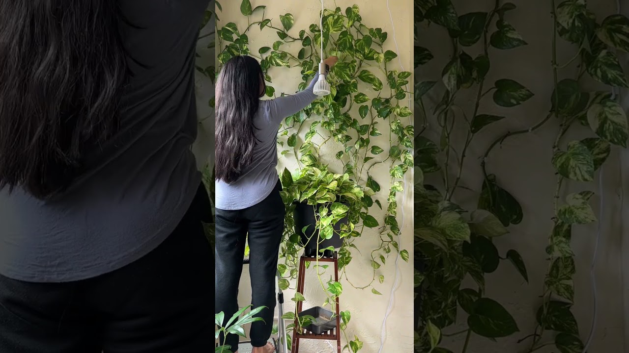 🌿climbing pothos wall maintenance🌿