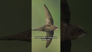 The Bird That Never Lands 🕊️
