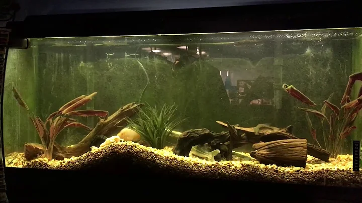 55 gallon cichlids and catfishs!!!