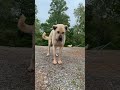 Where is Az? #narrowayhomestead #livestockguardiandog #aslandog #dog #dogsoftiktok